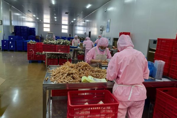 Workers in clean-room suits at the international-standard pet treat production base in Weifang carefully sorting and inspecting natural dried pet treats for quality control and reliable global supply