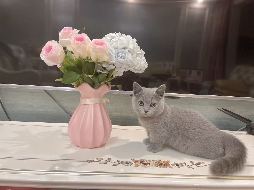 JC, the HEYUAN PET chief product taster and brand companion