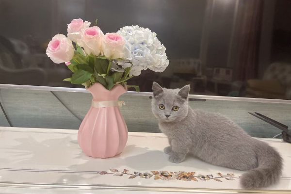 Pets Are Silent Healers: The Story of JC and the Love Behind HEYUAN PET